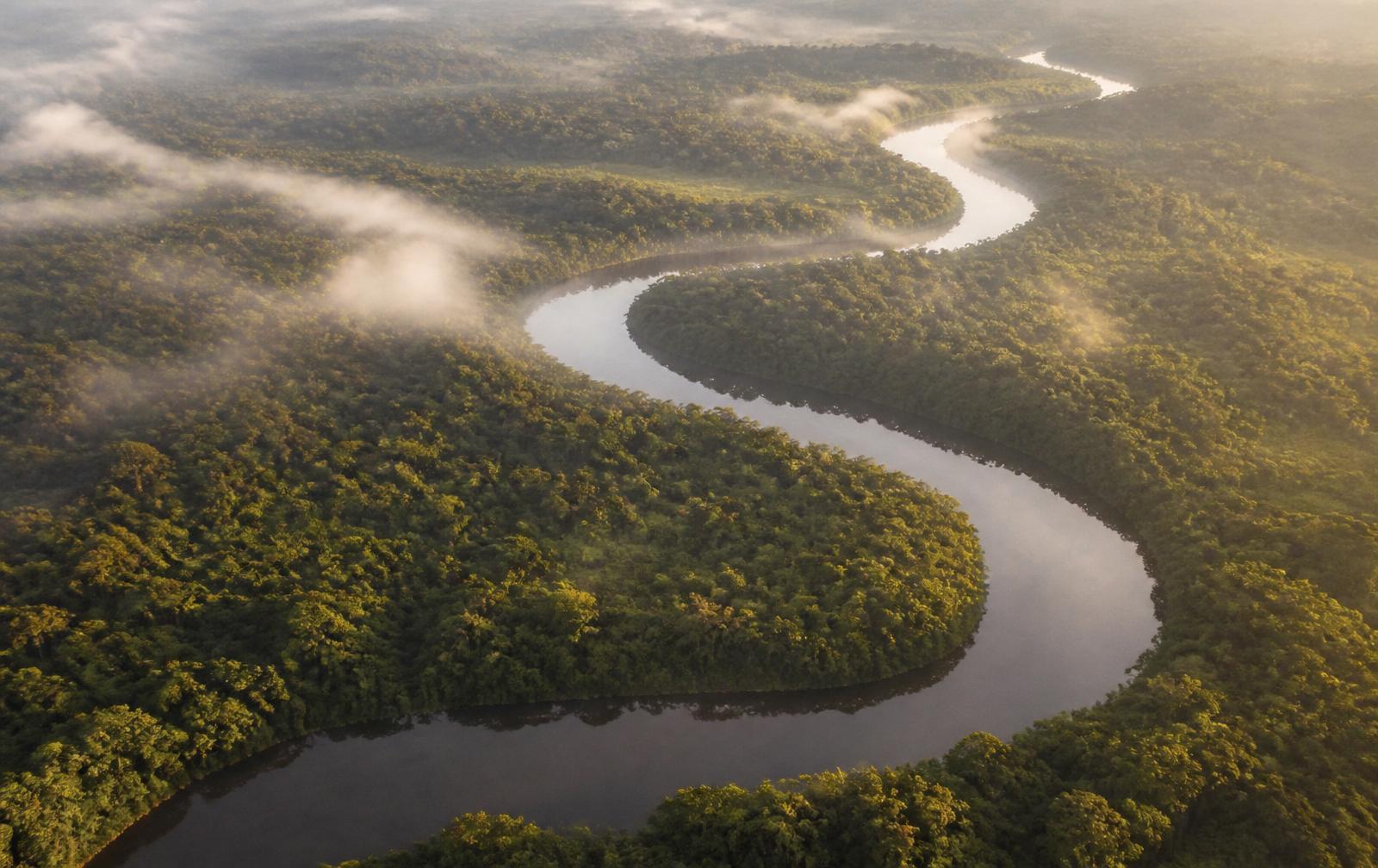 Aerial view of a river winding through an ancient misty forest at dawn